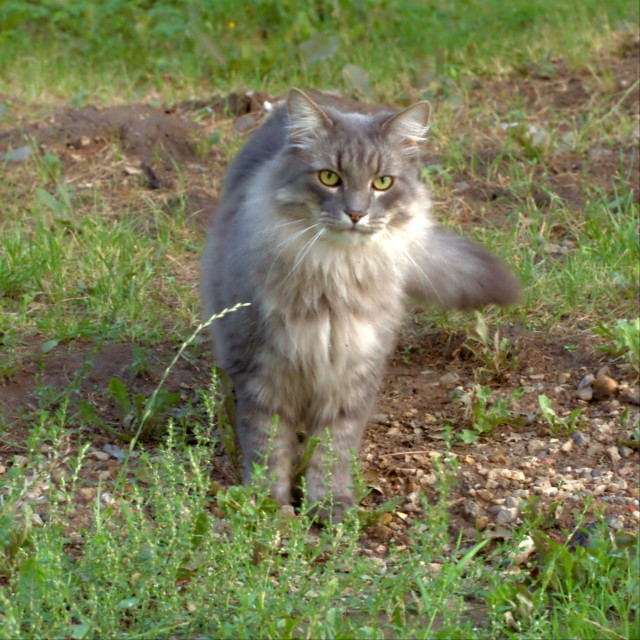 Начинаем котофторник?