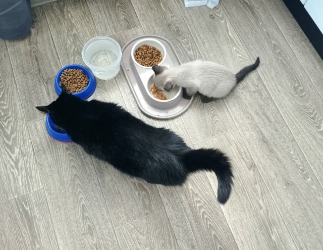 Котовторник! 16+ Коллеги-рабы, отмечаемся, у кого хозяину много лет!