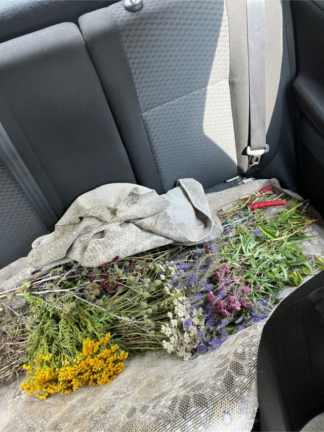 Травник от KOTOZAVR, страница #4: Тысячелистник обыкновенный