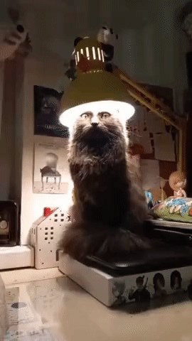 Старший брат