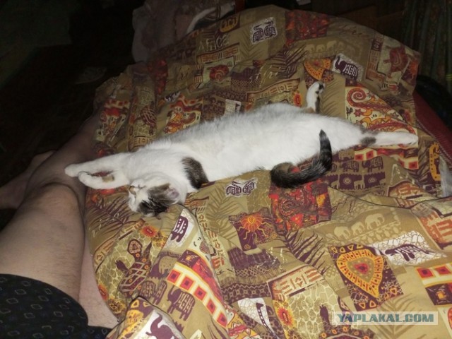Новая Жизнь (К Кошачьему Вторнику)
