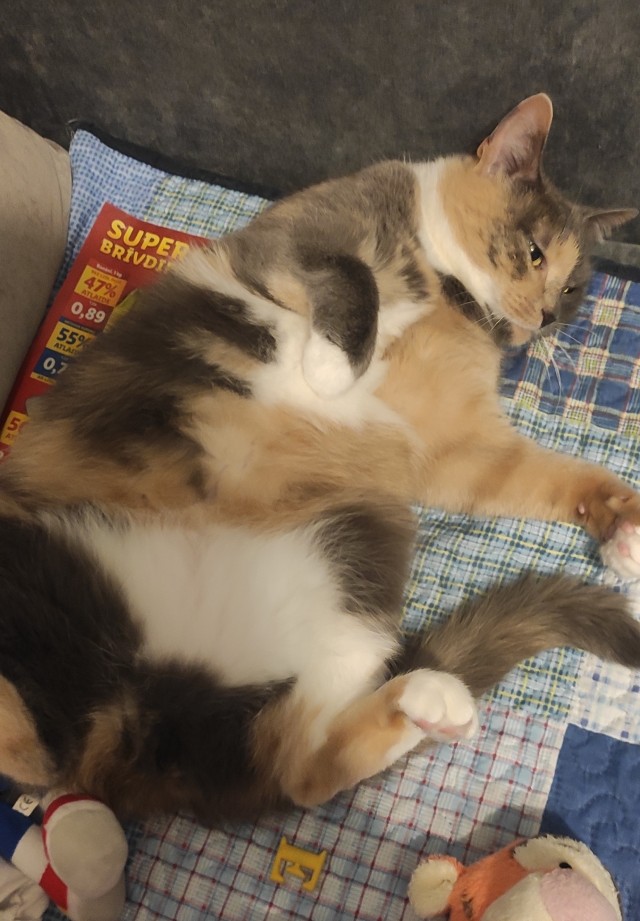Котовторник уже пришёл?