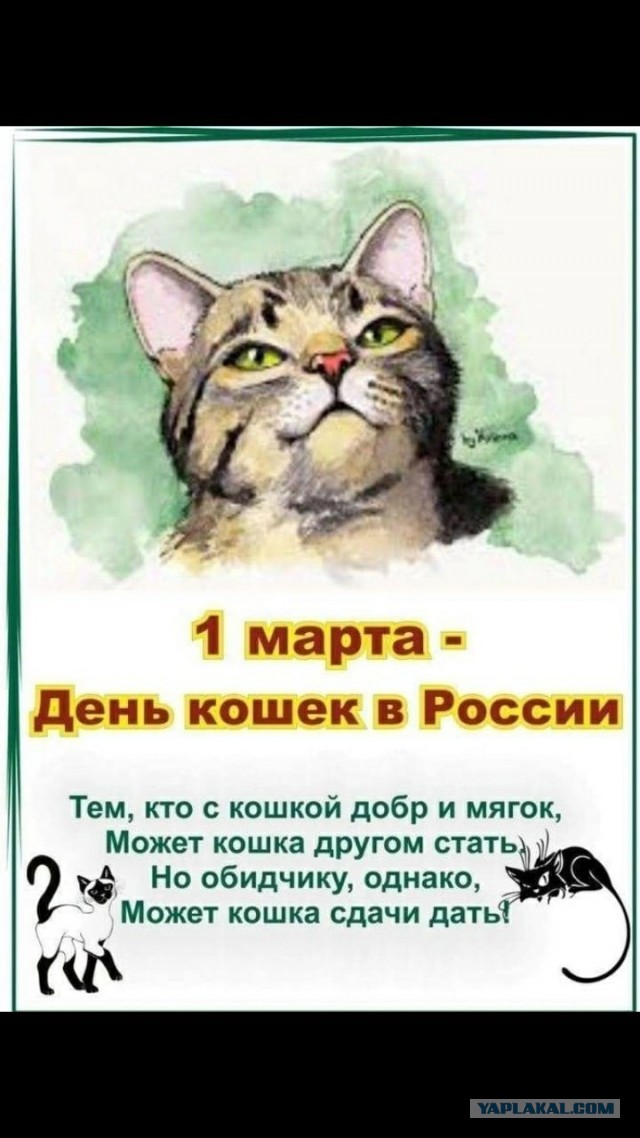 Все собаки дураки!
