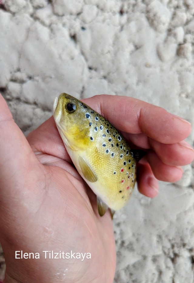 Рыбов показываю