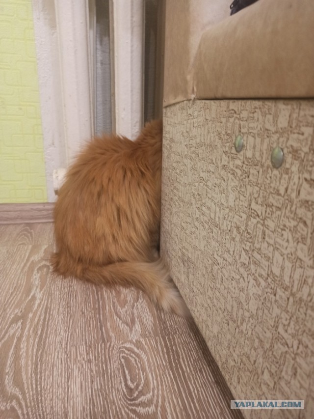 Как зовут вашего кота?