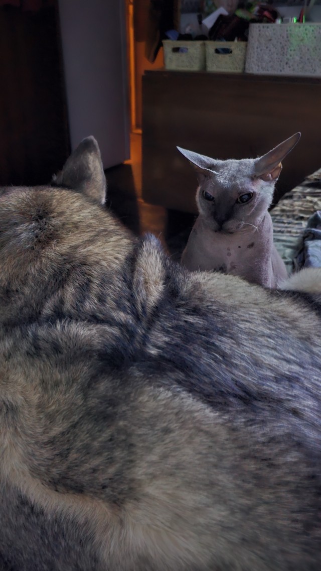 Котэ