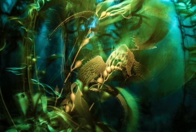Объявлены победители конкурса фотографий дикой природы Nature Photographer of the Year 2024: полюбуйтесь на 20 лучших работ