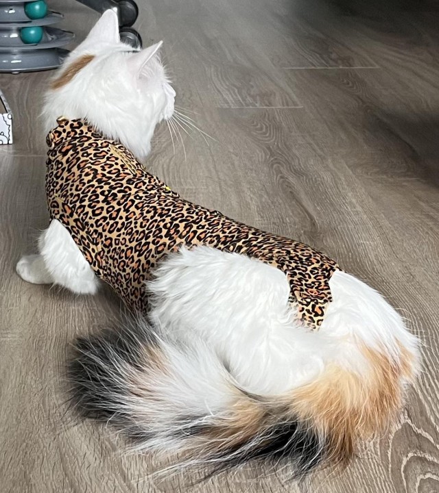 Белые сестрички