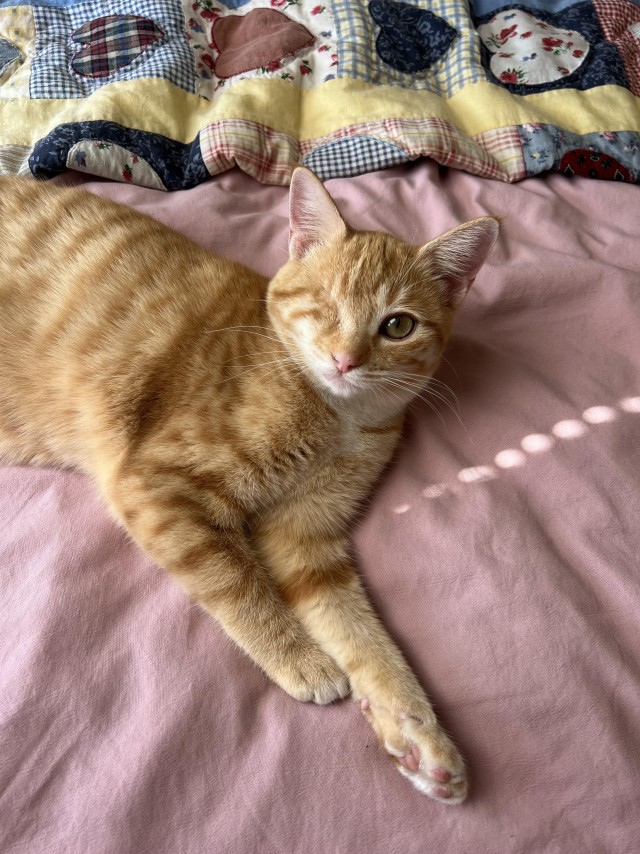 Рыжая кошечка-пиратка