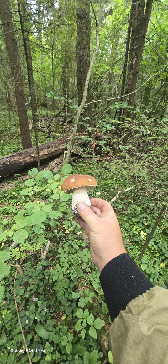 Сезонное видео