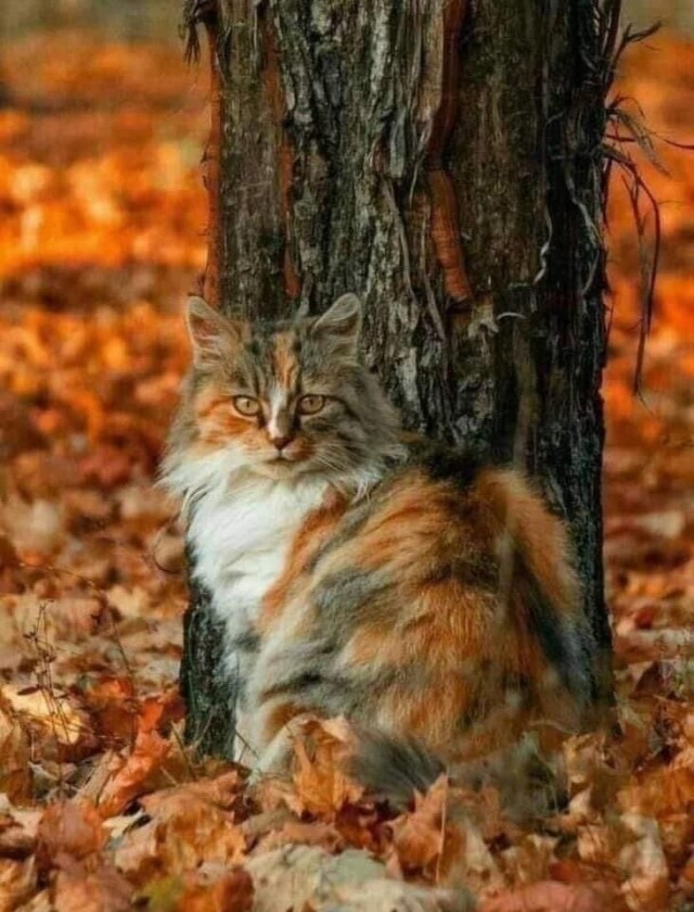 Осенний кот