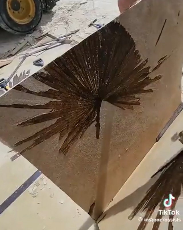 Открытие окаменелости