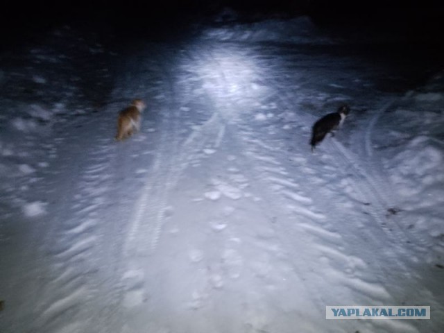 Жизнь домашнего приюта для котеек 569