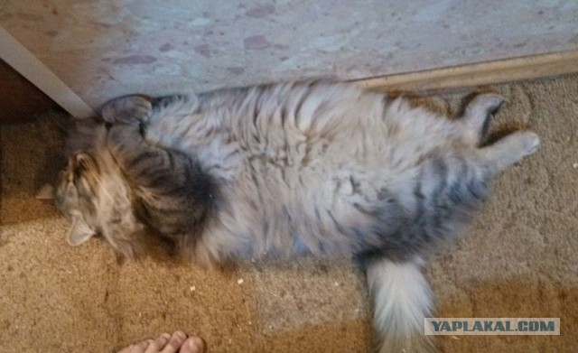 Дурацких фото котов тред