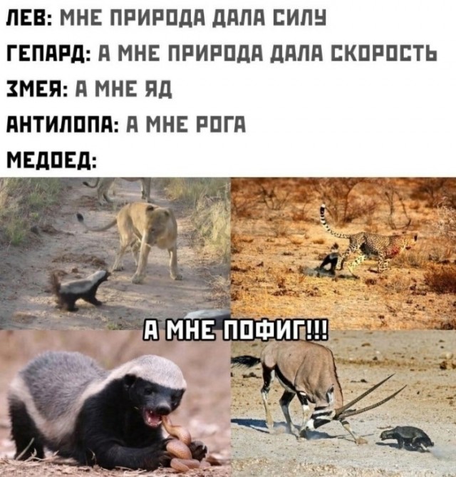 Картинки для деградации 175 (разной степени свежести)
