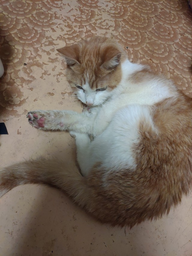 Котовторник. Маруселла.