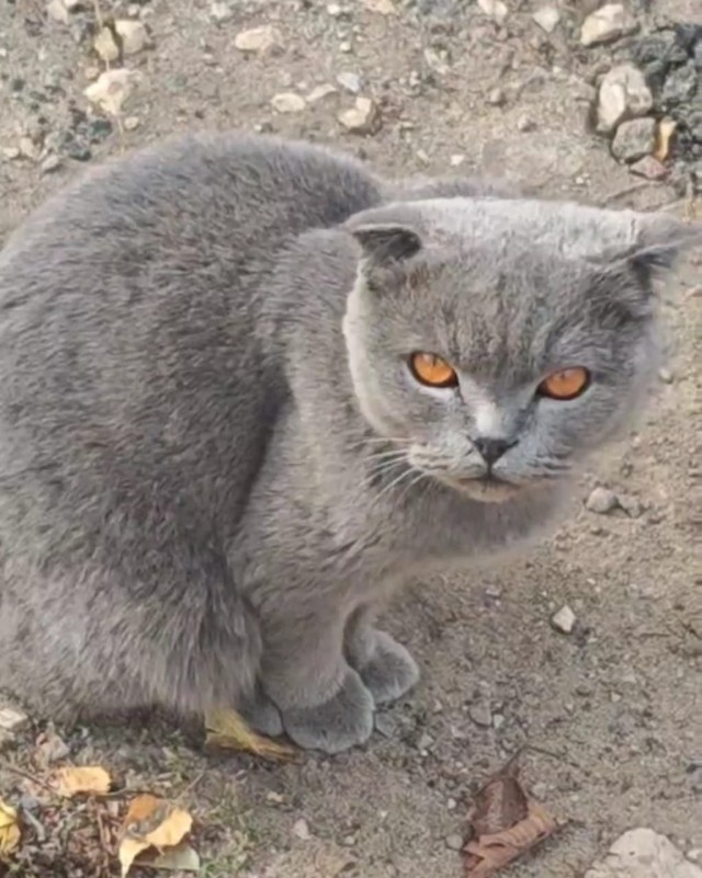 Жизнь домашнего приюта "Котоленд" 569