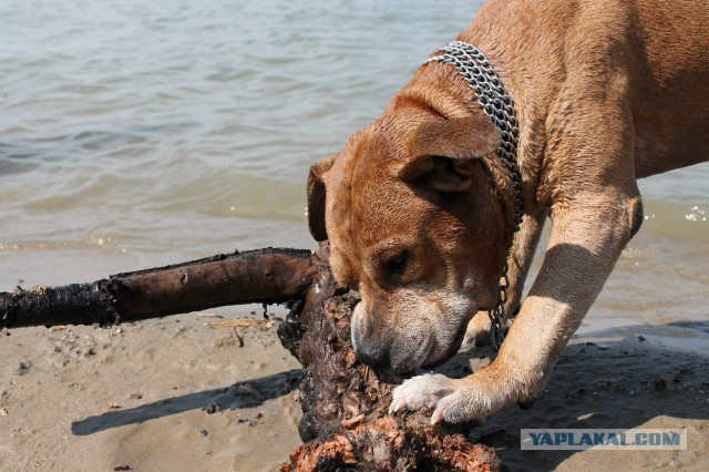 Собакочетверг на 02.01.2014