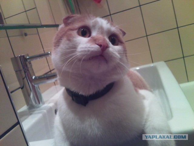 Сегодня мыли котов :3