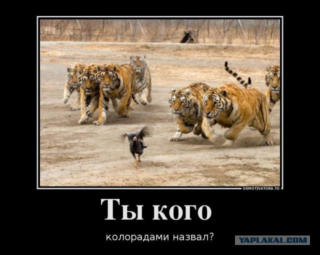 Украина глазами женщины.