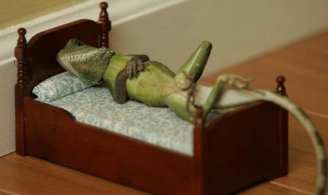 Их искусал пришелец.