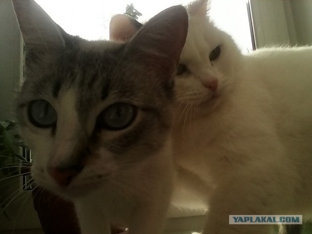 Котовторник 26.08.14.