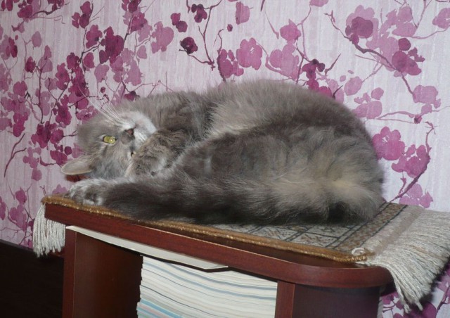 Котовторник 25.11.2014