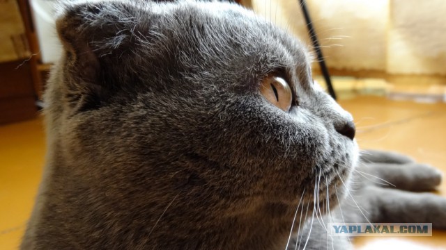 Котовторник 27.01.2015