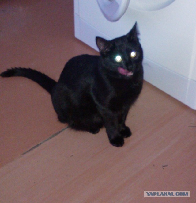 Котовторник 27.01.2015