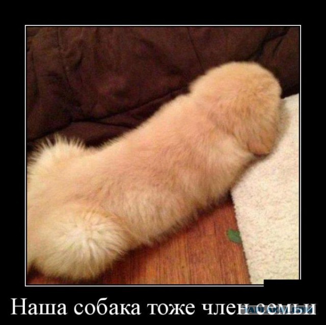 Забавные картинки из интернетов