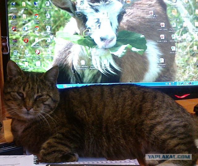Котовторник.