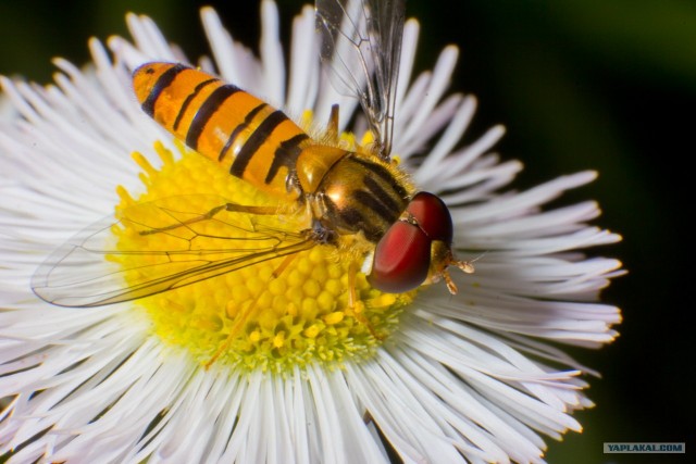 Если выйти во двор с макрообъективом, то...