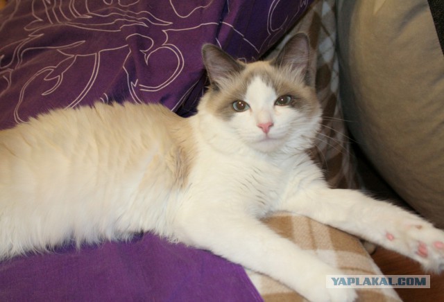 Котовторник 07 04 2015