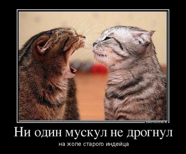 25 котофотоприколов.