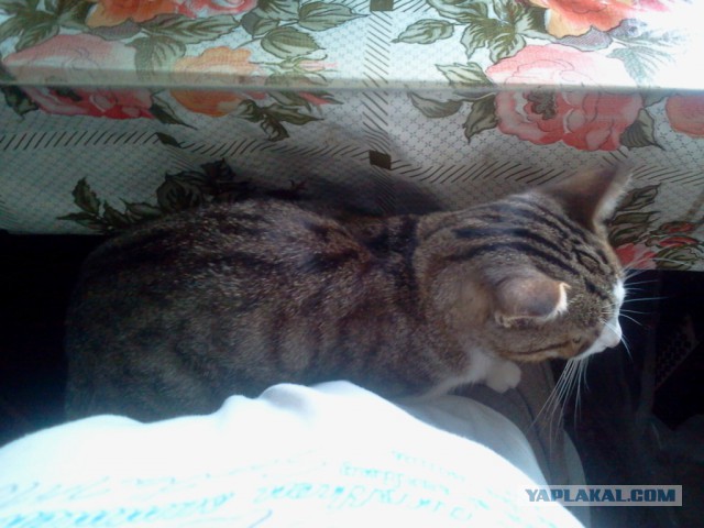 Котовторник 04.08.2015