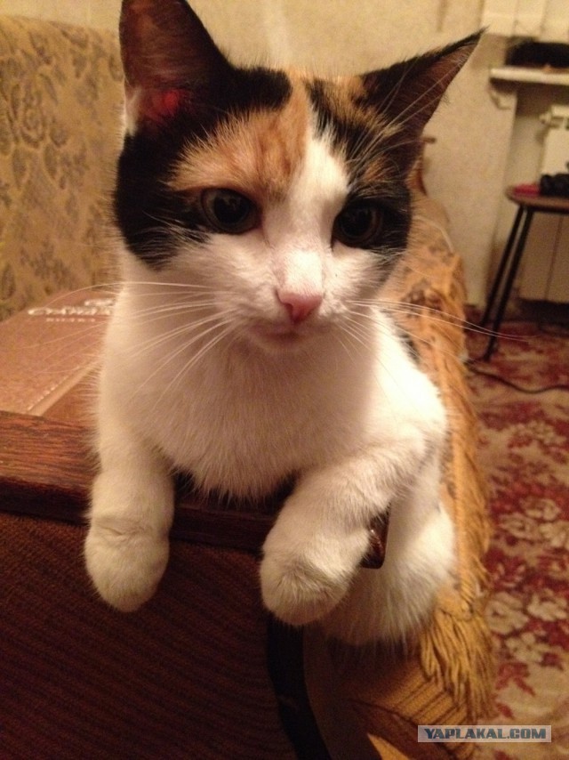 Котовторник