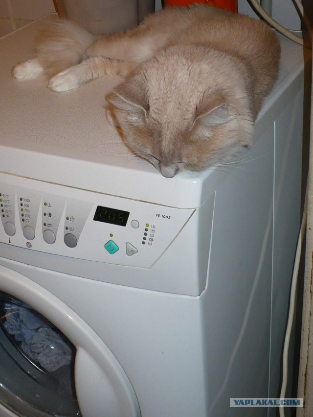 Котовторник  27.10.2015