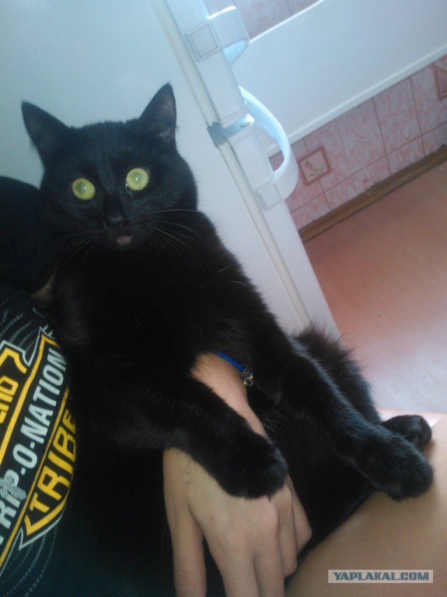 Котовторник  27.10.2015