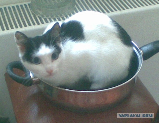Котовторник 17.11.2015