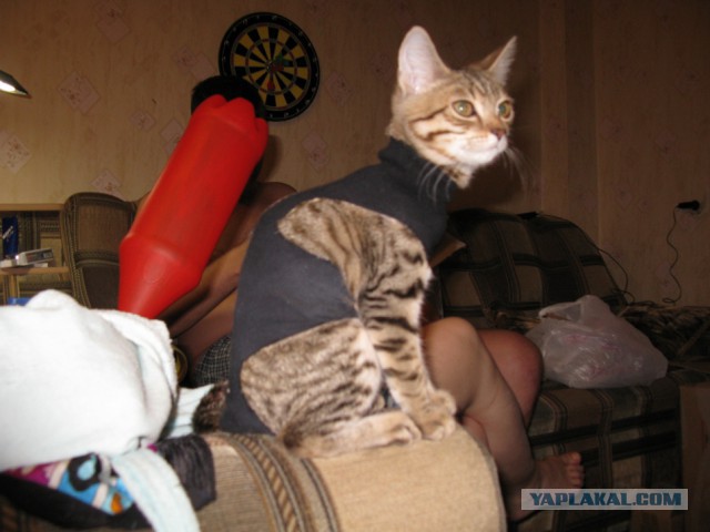 TERMINATOR одно из продолжений