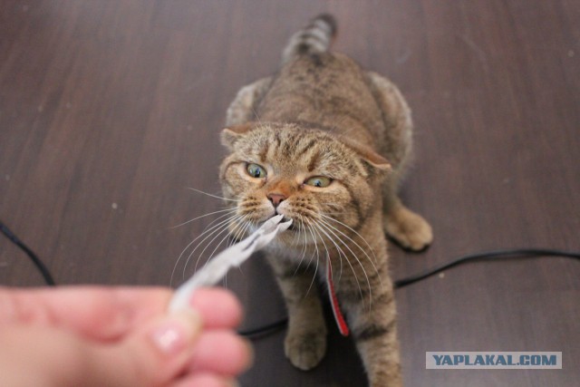 Котовторник 26.01.2016
