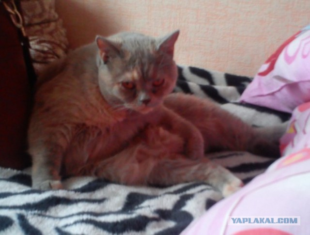 Хмурая кошка стала новой звездой сети