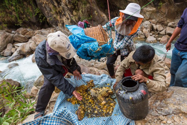 Как добывают неправильный мед в Гималаях