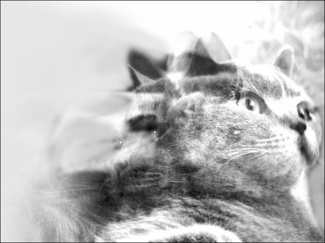Коты, кошки, котята