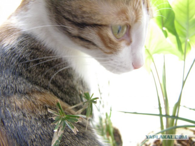 Котовторник 22.03.2016