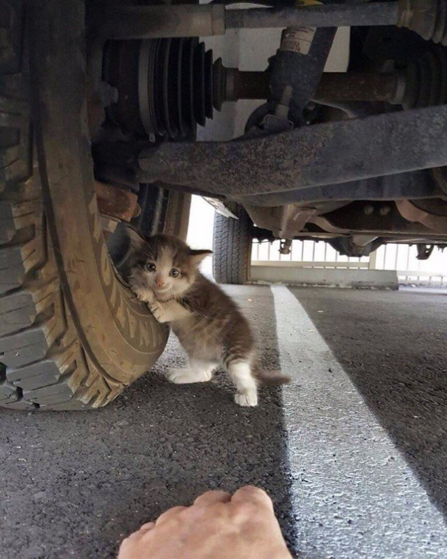 Коты из сети