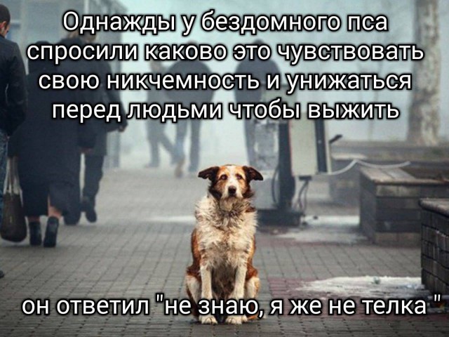 Всячина. Картинки и тексты картинками