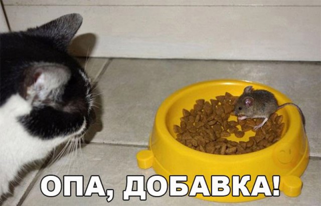 Коты и Кошки
