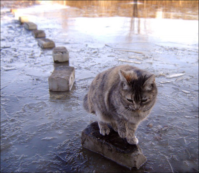 Коты и Кошки