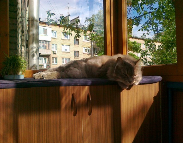 Котовторник 13.06.2017